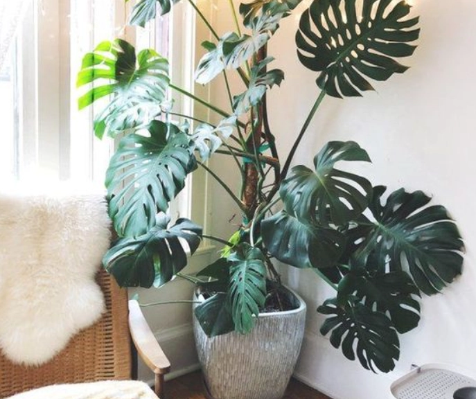 室內植物選擇