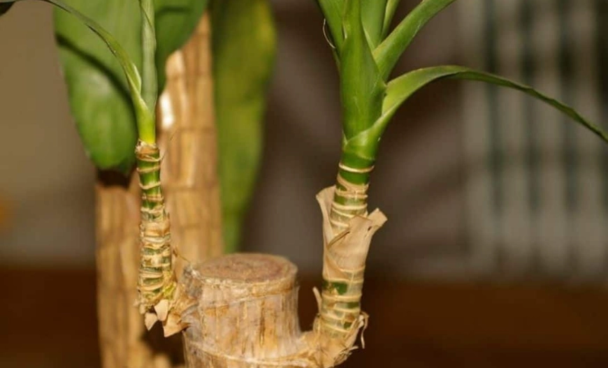 巴西鐵樹照顧 巴西鐵樹照顧