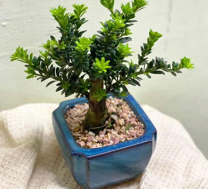 羅漢松修剪方法