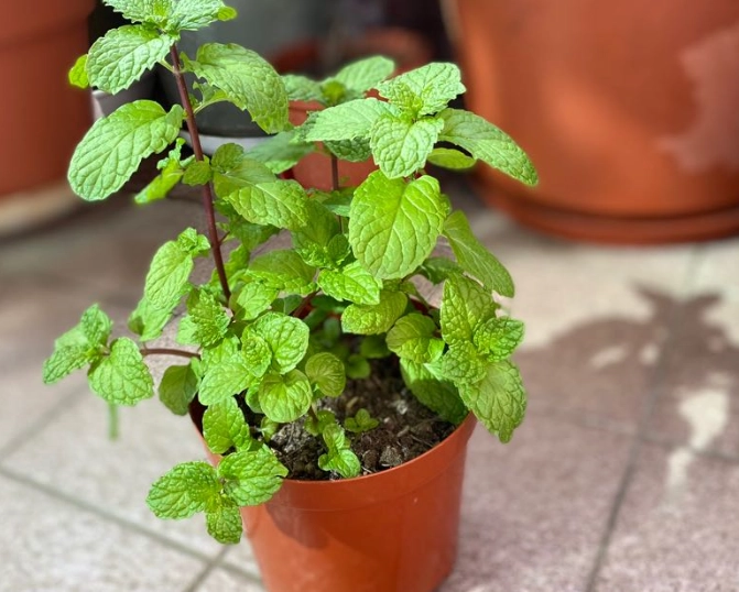 陽台種薄荷