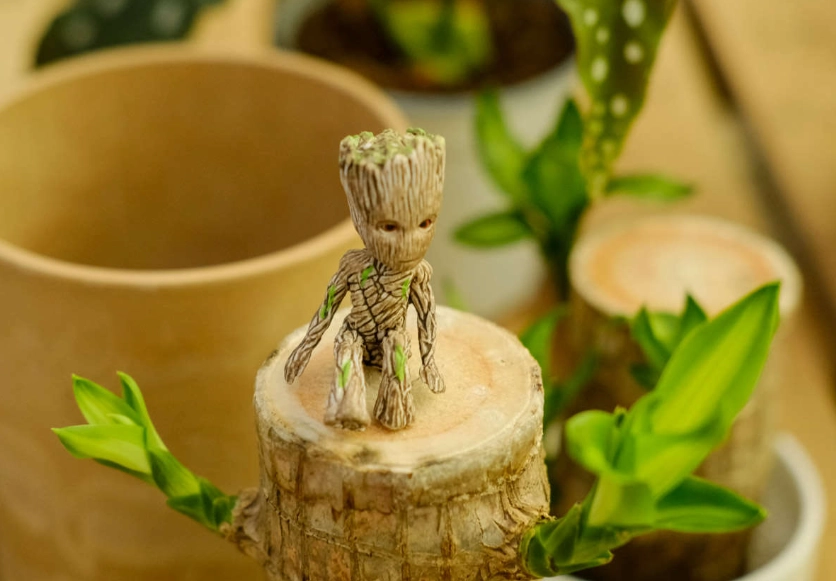 室內植物修剪 室內植物修剪