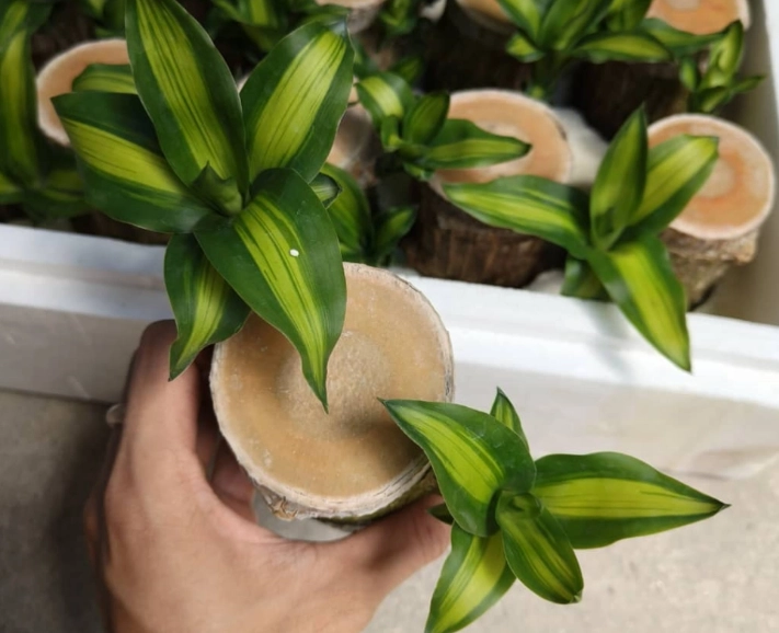 巴西木養護方法