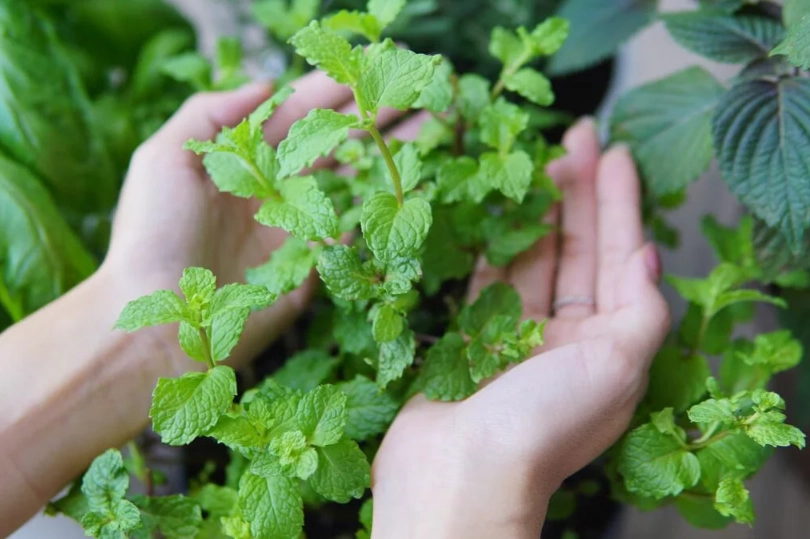全日照香草种植 全日照香草种植