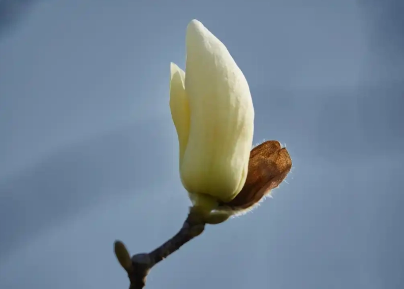 白玉蘭病蟲害防治