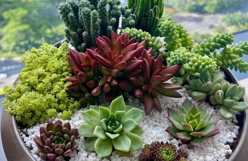 多肉植物室内养护