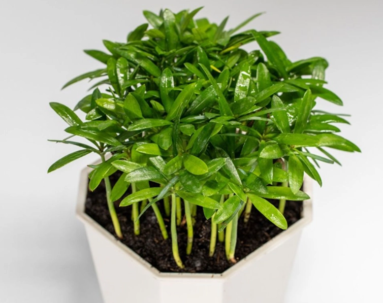 羅漢松種植技巧