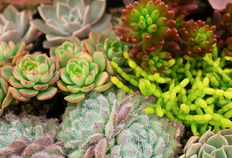 多肉植物浇水方法