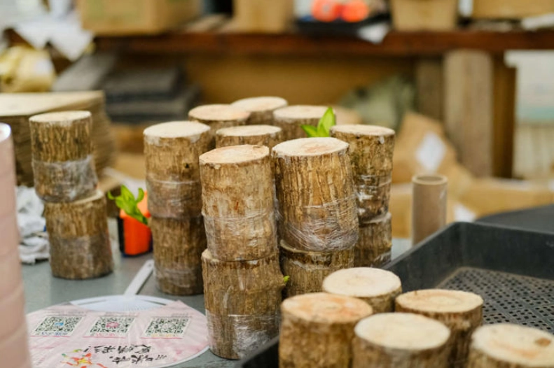 室內植物修剪 室內植物修剪