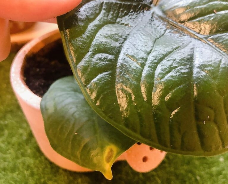 觀音蓮養護技巧