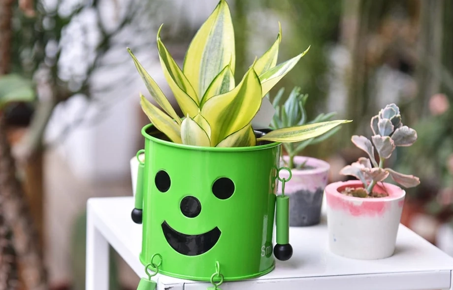 辦公室植物養護