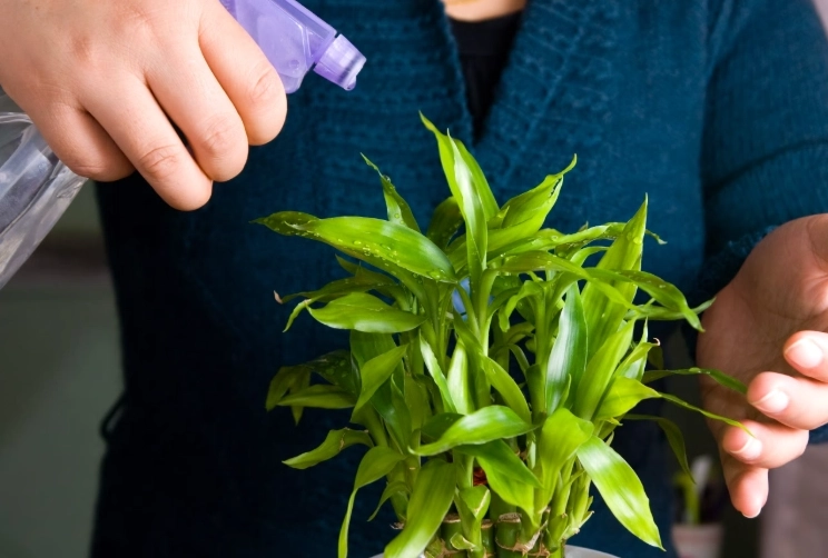 開運竹種植方法