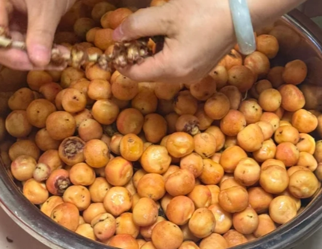 黃椰子果實種植