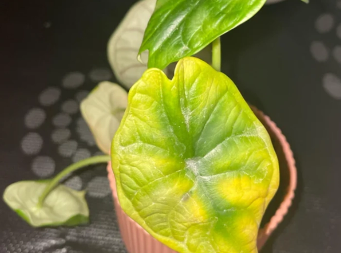 觀音蓮葉子變黃處理