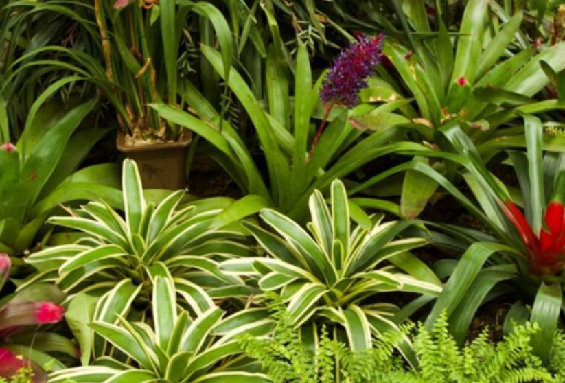 耐陰室內植物 耐陰室內植物