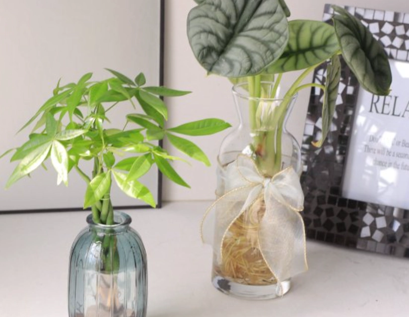 發財樹水種優缺點