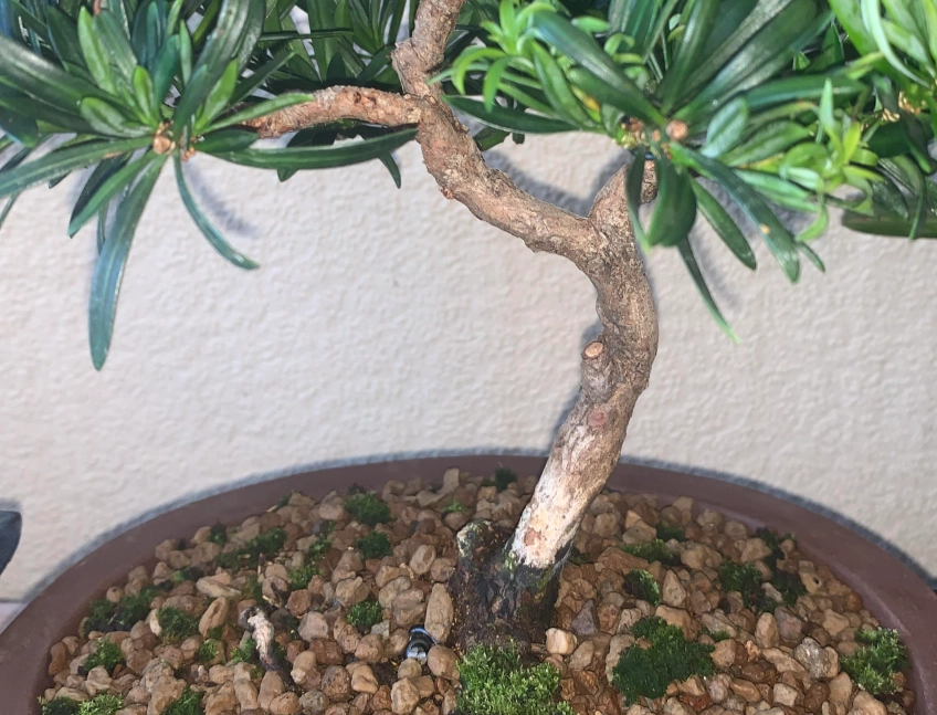 羅漢松土壤選擇