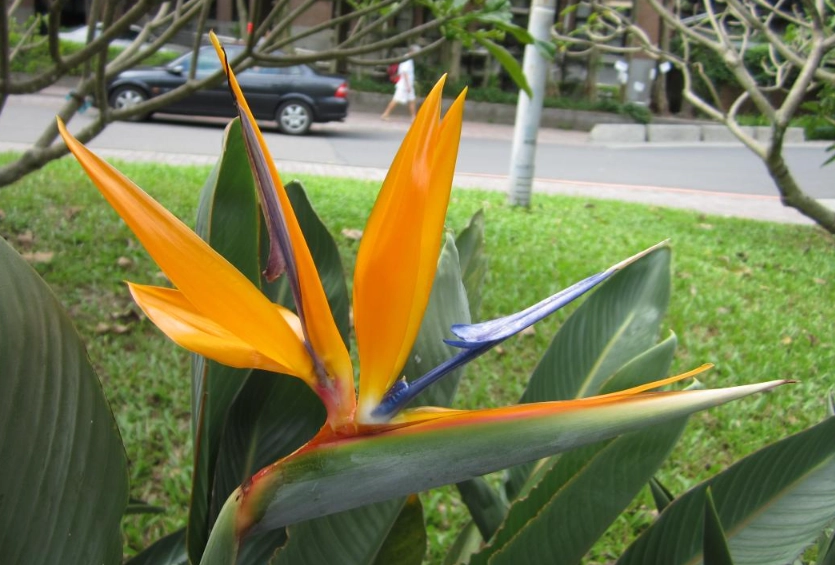 天堂鳥使用方式