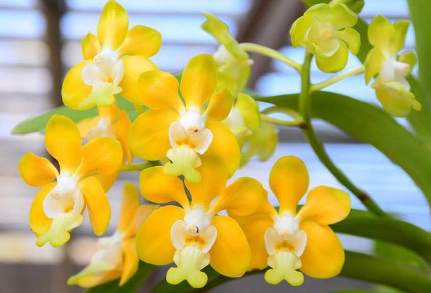 蘭花花語黃色