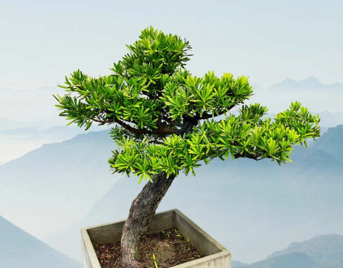 盆景造型技巧