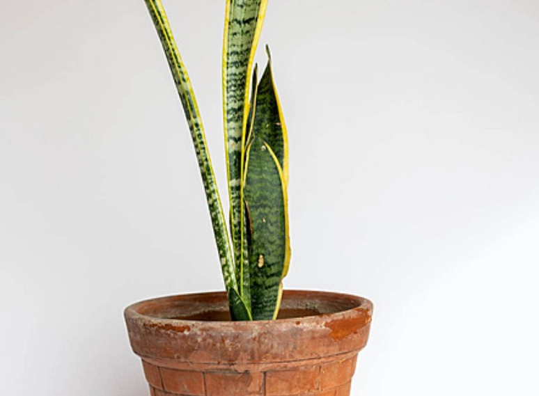 耐陰室內植物 耐陰室內植物