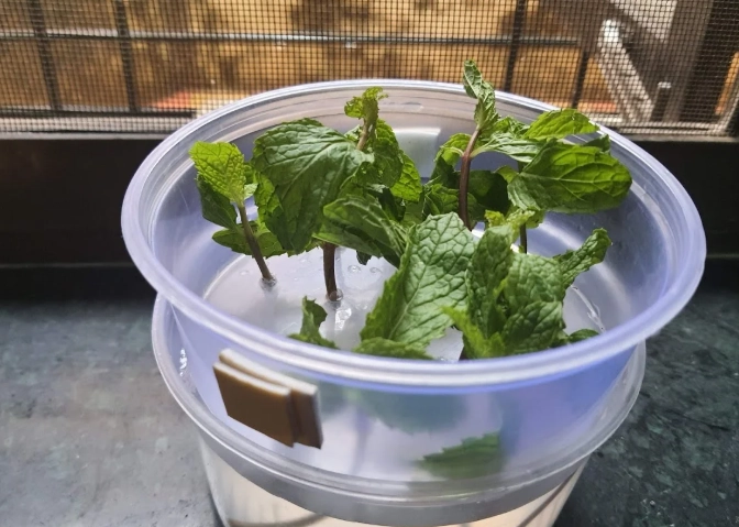 水耕植物問題解決