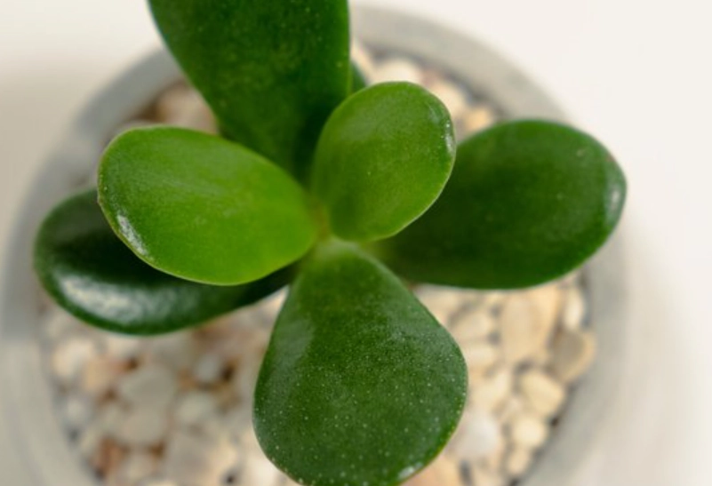 低光照多肉植物