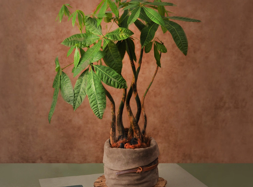 發財樹修剪 發財樹修剪