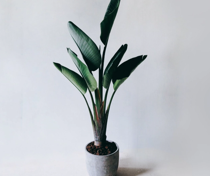 天堂鸟盆栽怎麼養