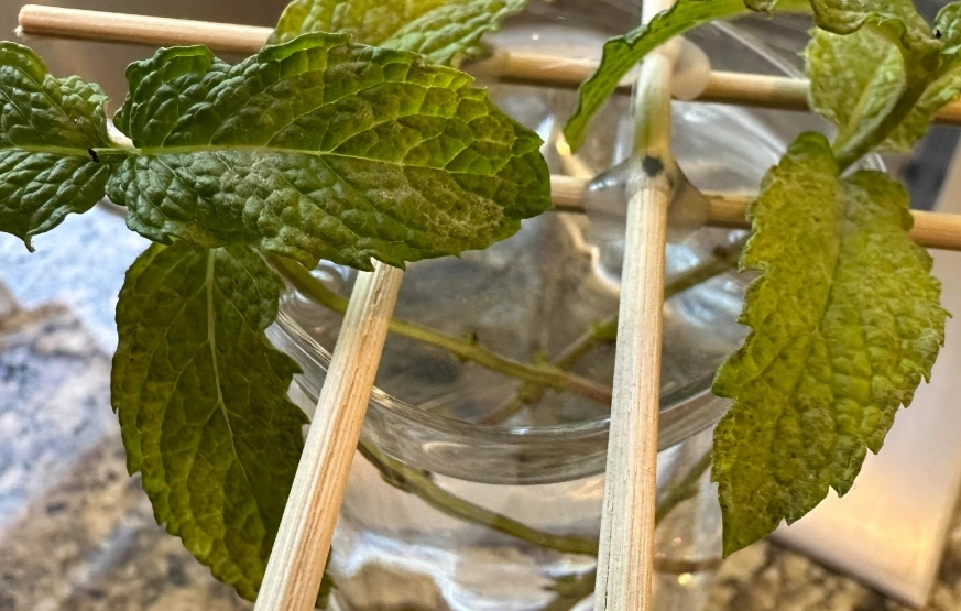 薄荷水耕種植技巧