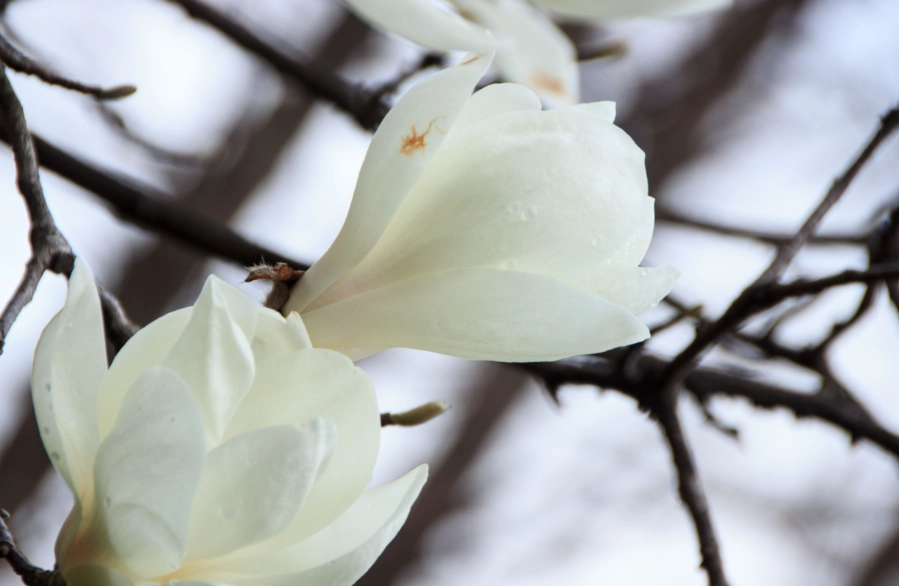 白玉蘭花語意義