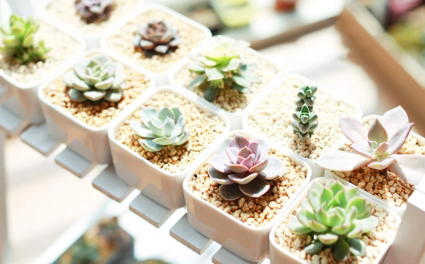 低光照多肉植物