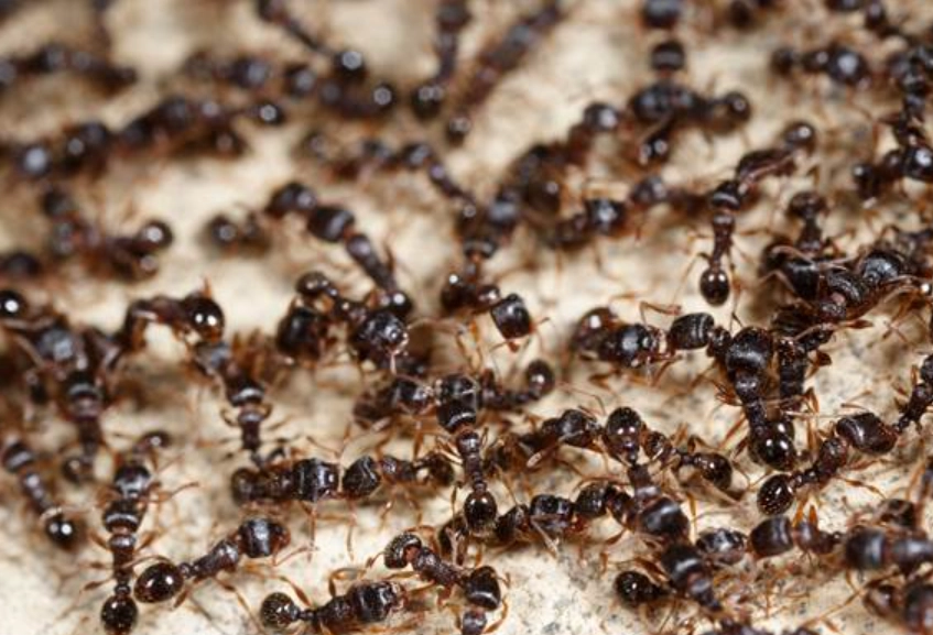 螞蟻夢境心理學