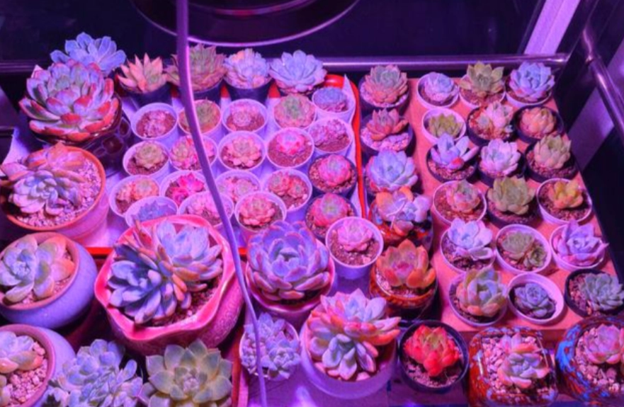多肉植物光照