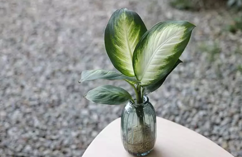 辦公室植物養護