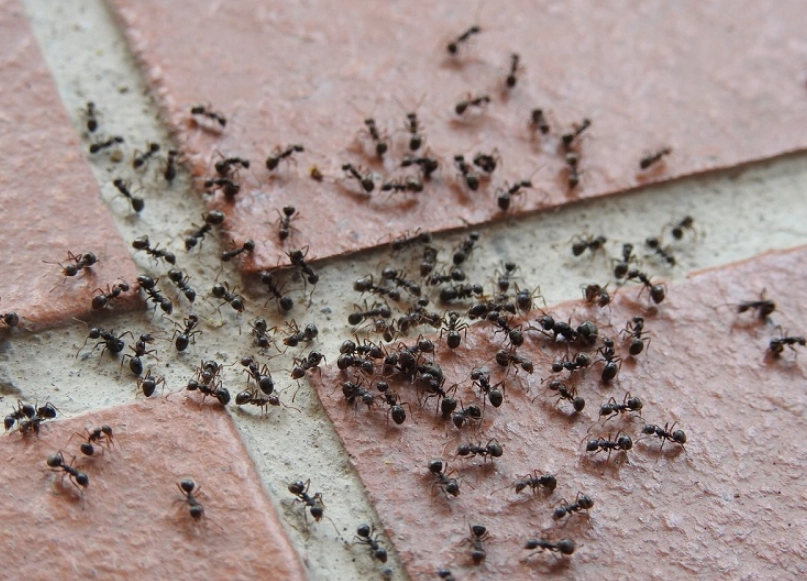 夢見螞蟻成群解析