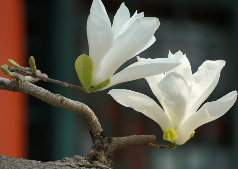 玉蘭花養護方法