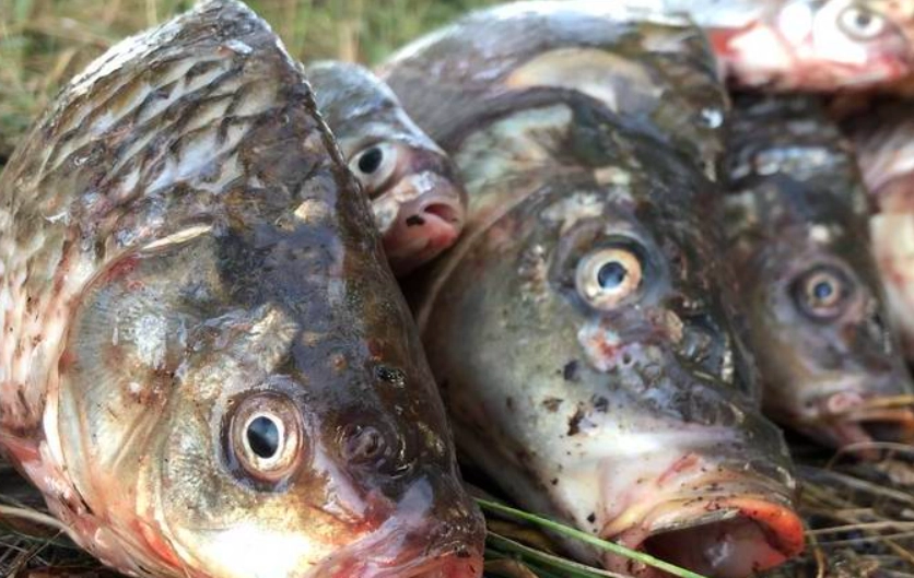夢見釣到很多魚 意思