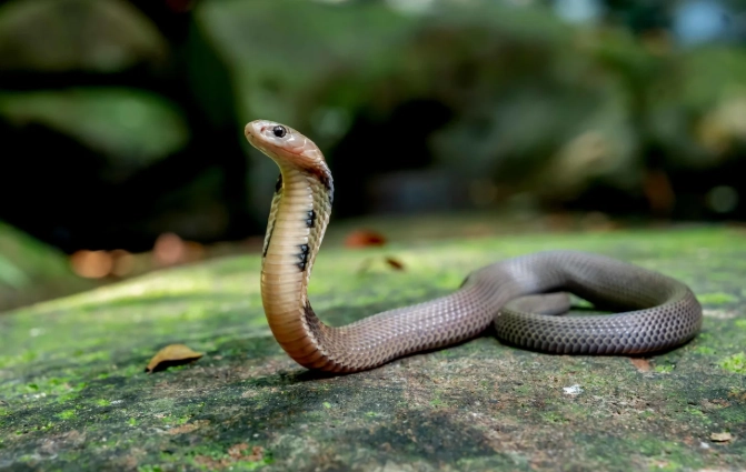 女人夢見蛇解夢