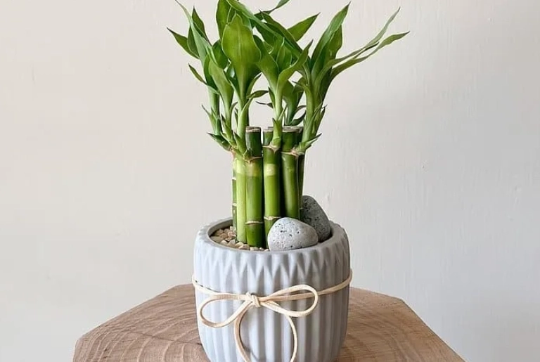 開運竹種植方法