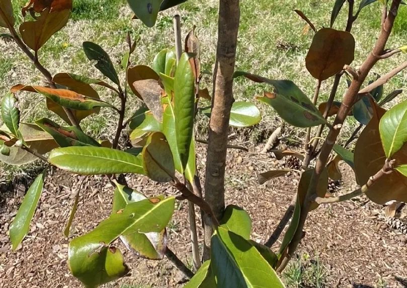 玉蘭花葉子枯黃原因