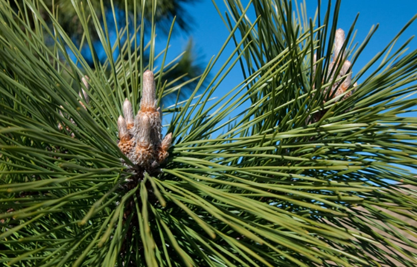 黑松植物養護 黑松植物養護