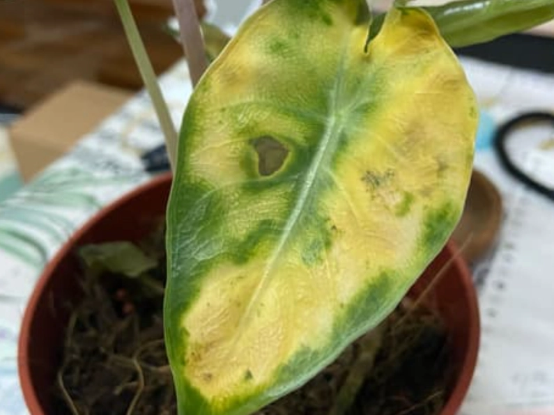 觀音蓮養護技巧