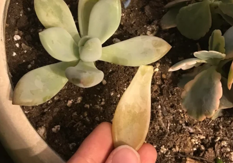 葉子一碰就掉解決