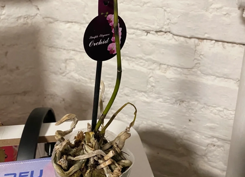 蝴蝶蘭葉子掉落