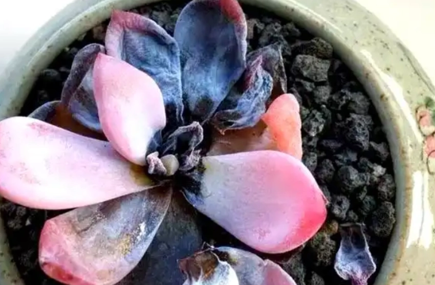 多肉植物葉片變黑