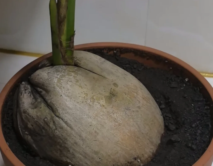 椰子树栽培技巧