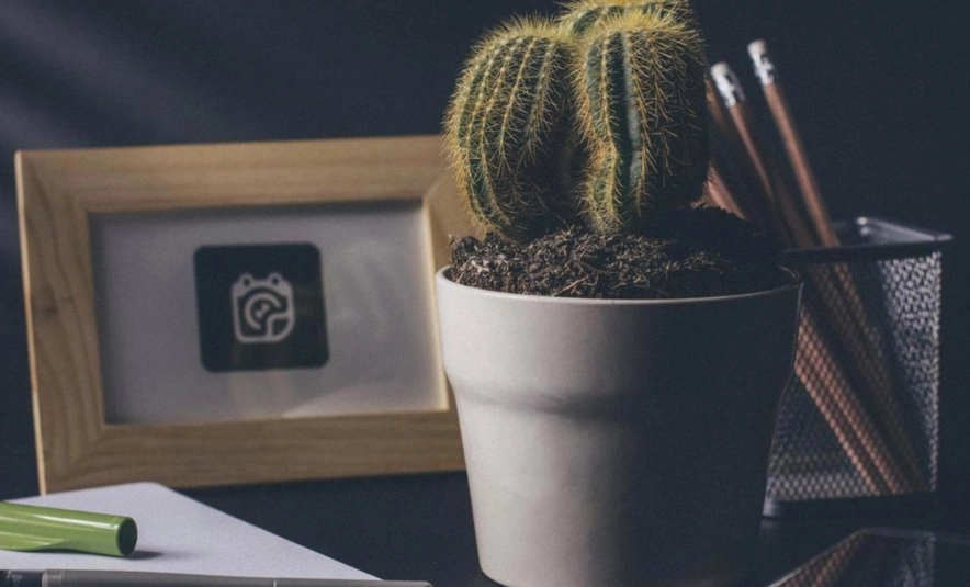 辦公室多肉植物推薦