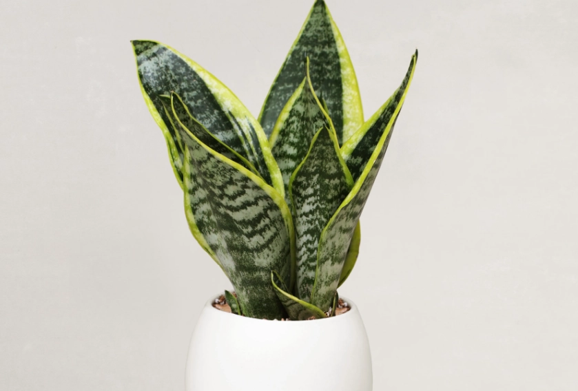 小盆栽養護技巧