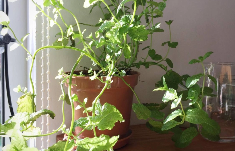 薄荷種植技巧