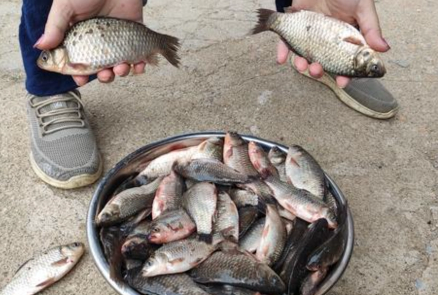 夢見釣到很多魚 意思